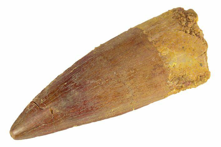 Spinosaurus Tooth - Real Dinosaur Tooth #249327